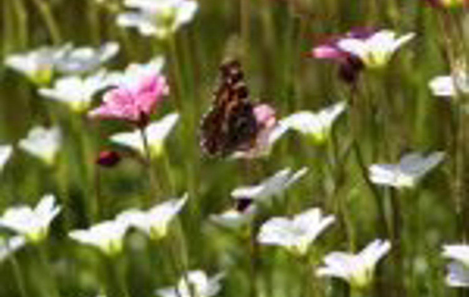 Malvern Spring Festival 